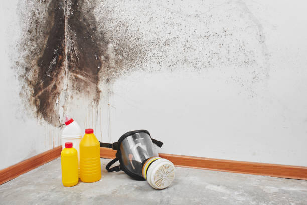 Best Fast Mold Removal  in Julian, CA