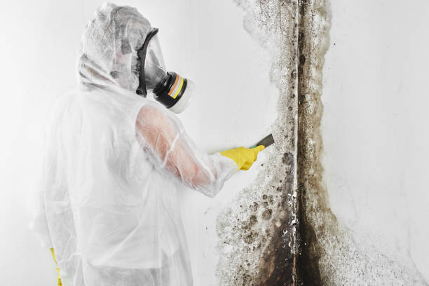 Best Certified Mold Removal  in Julian, CA