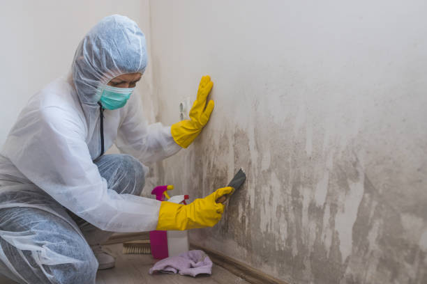 Best Mold Removal Process  in Julian, CA