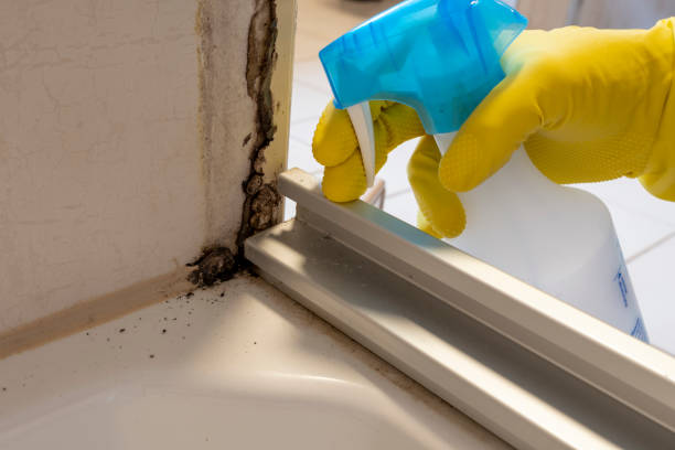 Best Mold Damage Repair  in Julian, CA