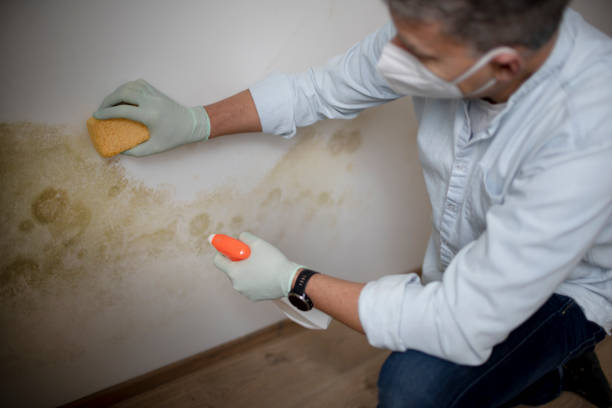 Best Affordable Mold Removal  in Julian, CA