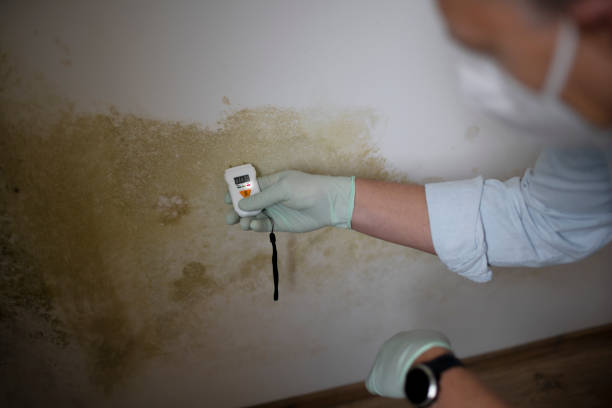 Professional Mold Removal in Julian, CA