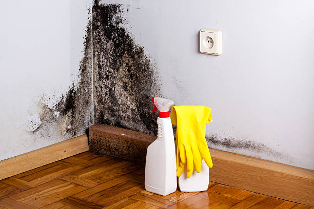 Best Same-Day Mold Removal  in Julian, CA