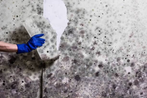 Best Office Mold Removal Services  in Julian, CA