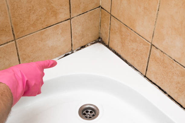 Best Black Mold Removal  in Julian, CA
